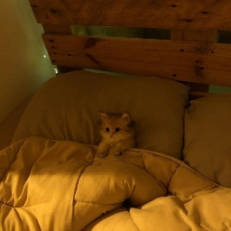 ʚ🐶 Chocomara Discord Server Banner