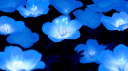 🔹Blue's Builds🔹 Discord Server Banner