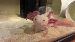 Axolotl Central Discord Server Banner
