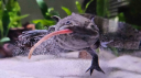 Axolotl Central Discord Server Banner