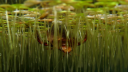 The Bug Bin Discord Server Banner