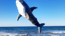 Haiko the r/BLAHAJ Discord Server Banner