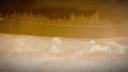 Ley Salvaje Discord Server Banner