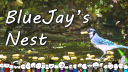 BlueJay's Nest Discord Server Banner