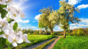 Vegan Dreamland Discord Server Banner