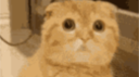 Beautiful Cats Discord Server Banner
