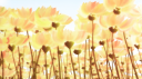 berri 🌻  (RVMP) guild﹒icns﹒dcr Discord Server Banner