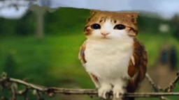 Cat Next Door Discord Server Banner