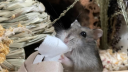 Hamster Care Central Discord Server Banner