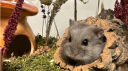 Hamster Care Central Discord Server Banner