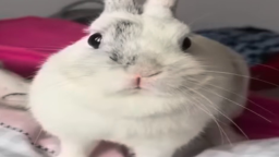 Buny Discord Server Banner