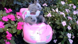 awesome bunny party Discord Server Banner