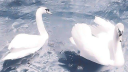 verden Discord Server Banner