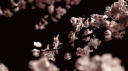 Elagy Gif Discord Server Banner