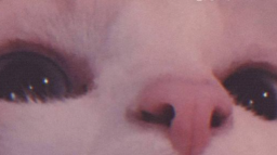ludic Discord Server Banner