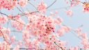 Under the Blossom Tree Discord Server Banner