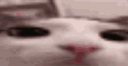 Cat Kingdom Discord Server Banner