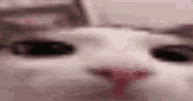 Cat Kingdom Discord Server Banner