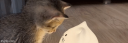 Cattoccino Discord Server Banner