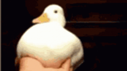 Frag Bots Discord Server Banner