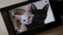lil kittens Discord Server Banner