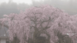 Social World ⋄ guild tags ⋄ emotes ⋄ giveaways ⋄ nitro ⋄ active ⋄ friends ⋄ vc ⋄ chill ⋄ hangout Discord Server Banner