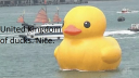 United Kingdom Of Ducks〆 Discord Server Banner