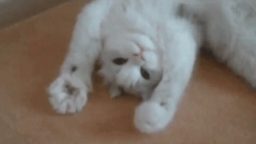 Cat Community Discord Server Banner