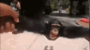 almond Discord Server Banner