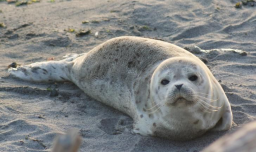 FlexingSeal Discord Server Banner