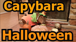Capyhub Discord Server Banner