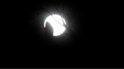 Nocturnal Discord Server Banner