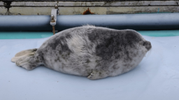 The Seal Gang Discord Server Banner