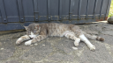 hard cat pics Discord Server Banner