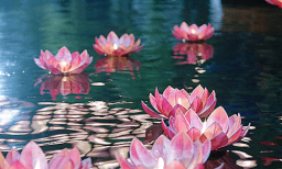 Vortexia ┃Anime Discord Server Banner