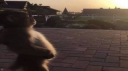 MONKE GANG Discord Server Banner