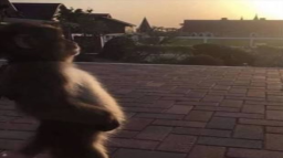 MONKE GANG Discord Server Banner