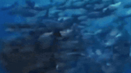 monkey aquarium Discord Server Banner