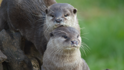 World of Wildlife π² Discord Server Banner