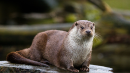 Otter Hub Discord Server Banner