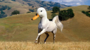 #duck Discord Server Banner