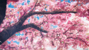 πΈπ cuties β πππ2π
π& sfw Discord Server Banner