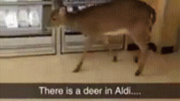 TEMPORARY MOVED TO /PEE Discord Server Banner