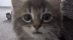 ʟᴛᴇᴀᴍ Discord Server Banner