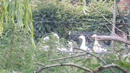 Lean Duck's Pond Discord Server Banner