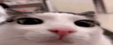 MemeCord Discord Server Banner