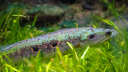 FishWiki Discord Server Banner