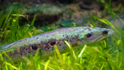 FishWiki Discord Server Banner