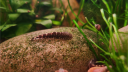 FishWiki Discord Server Banner