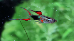 FishWiki Discord Server Banner